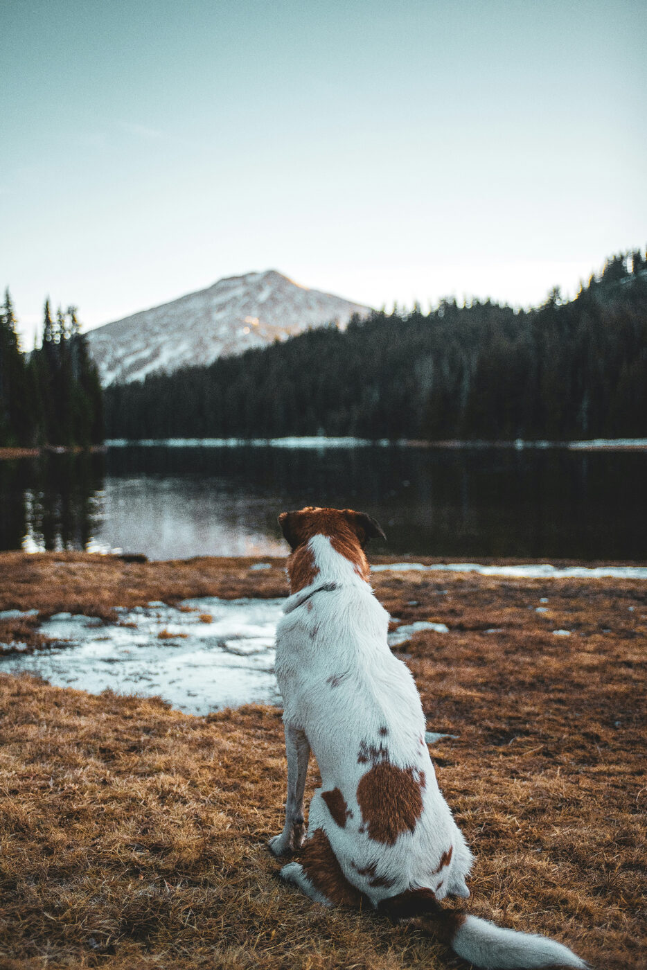 Dog sitting beside an alpine lake with mountain views in Central Oregon